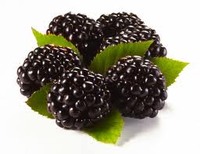 очень коротко о ежевике