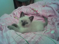 Хочу общаться